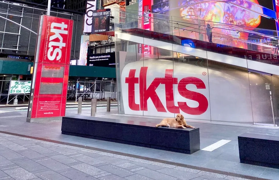 Canine Instagrammer Farley in New York City's Times Square