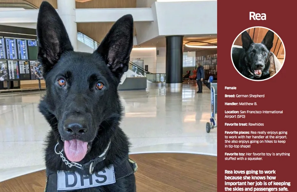 Page from the Transportation Security Administration's 2021 calendar featuring airport security dogs