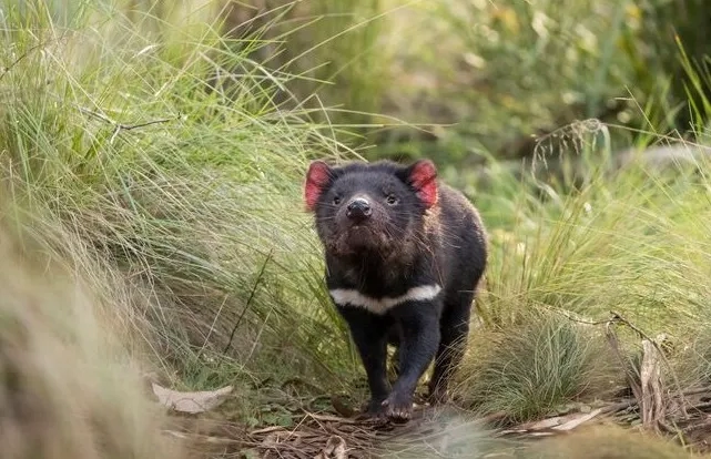 Tasmanian devil in Australia