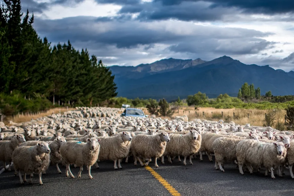 Te Anau, Sheep, New Zealand