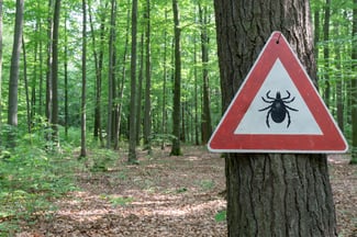 Tick-Borne Diseases Are on the Rise. We Asked an Expert for Safety Tips