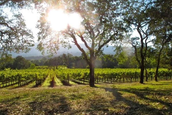 A vineyard in Sonoma County