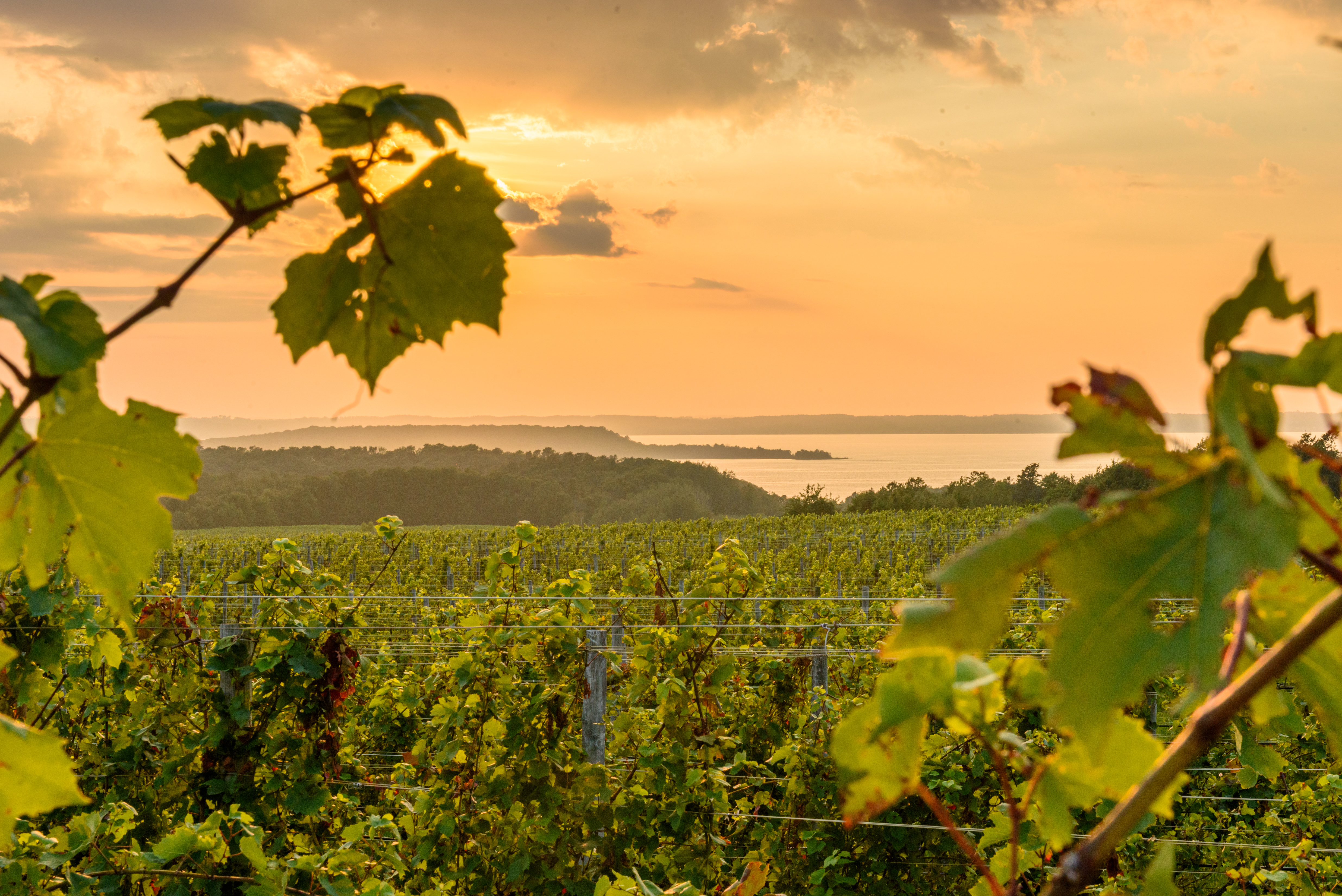Traverse City, Leelanau Peninsula, Vineyard