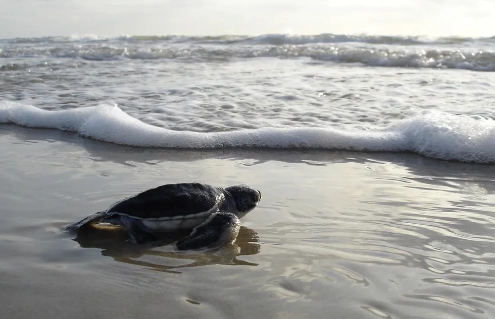 A sea turtle hatchling heads into the ocean.