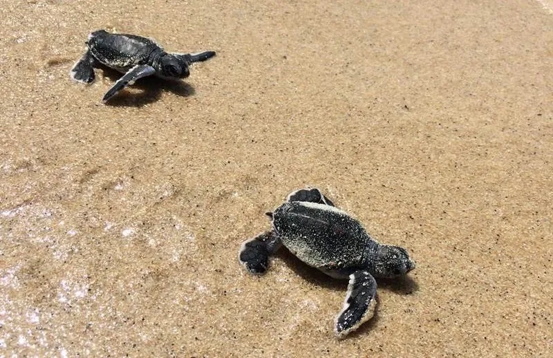 Baby turtles on the beach at Banyan Tree Samui hotel on Ko Samui, Thailand