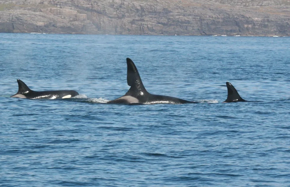 Whales near Tobermory on Scotland's Isle of Mull