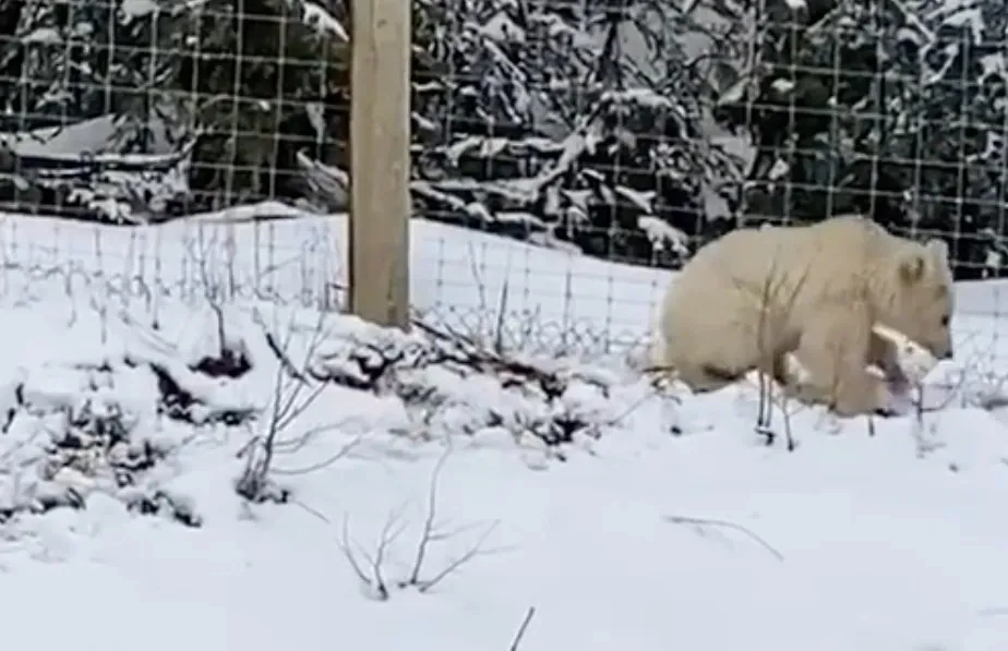 White grizzly bear in Banff, Alberta