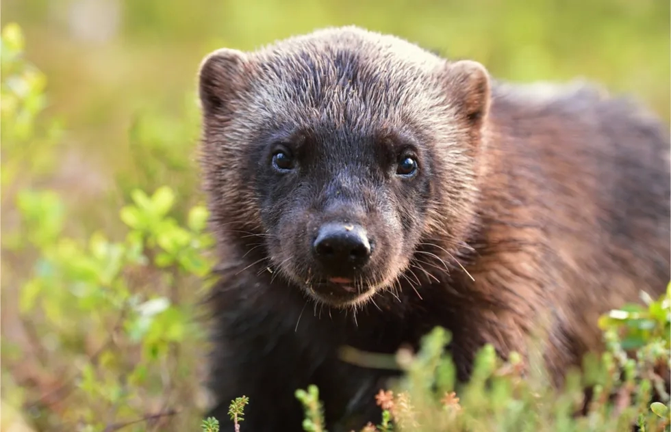 Wolverine