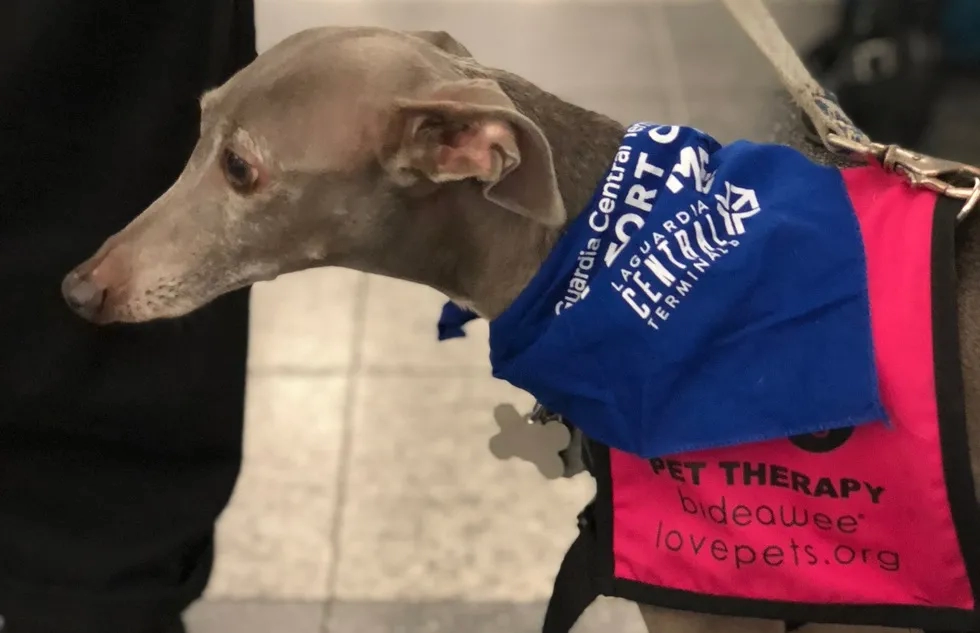 A therapy dog at LaGuardia Airport in New York City