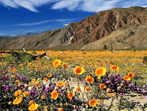 Superbloom! In California, Flowergeddon Approaches
