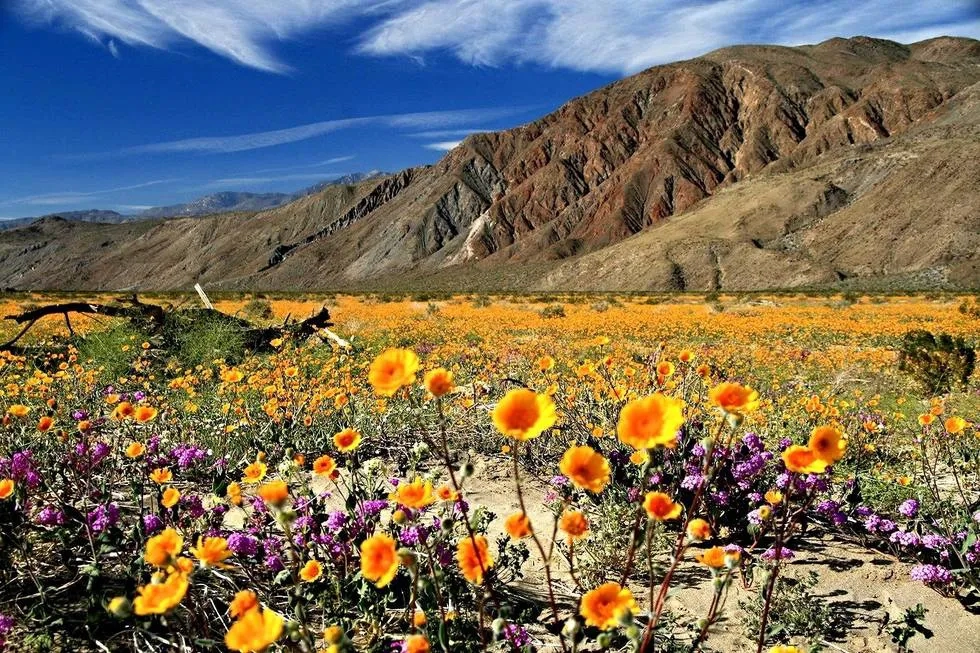 Borrego Springs, California, superbloom flowers
