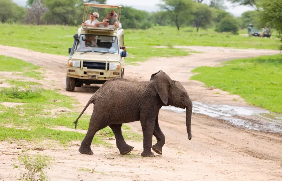 Arusha, Tanzania: safari Jeep and baby elephant