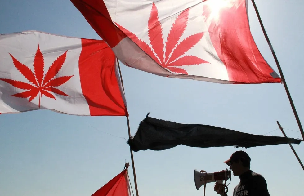 Canadian flags with marijana leaf at a rally