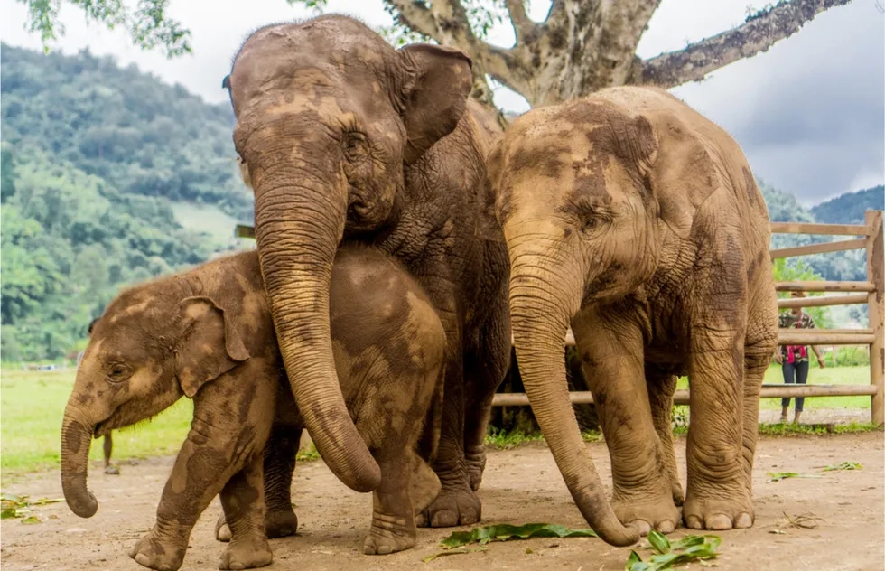 elephant family at Elephant Nature Park, Chiang Mai region, Thailand