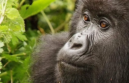 mountain gorilla, Rwanda