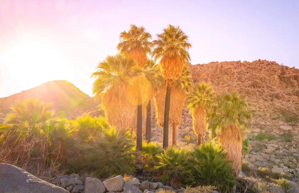 Fortynine Palms Oasis Trail, Twentynine Palms, California