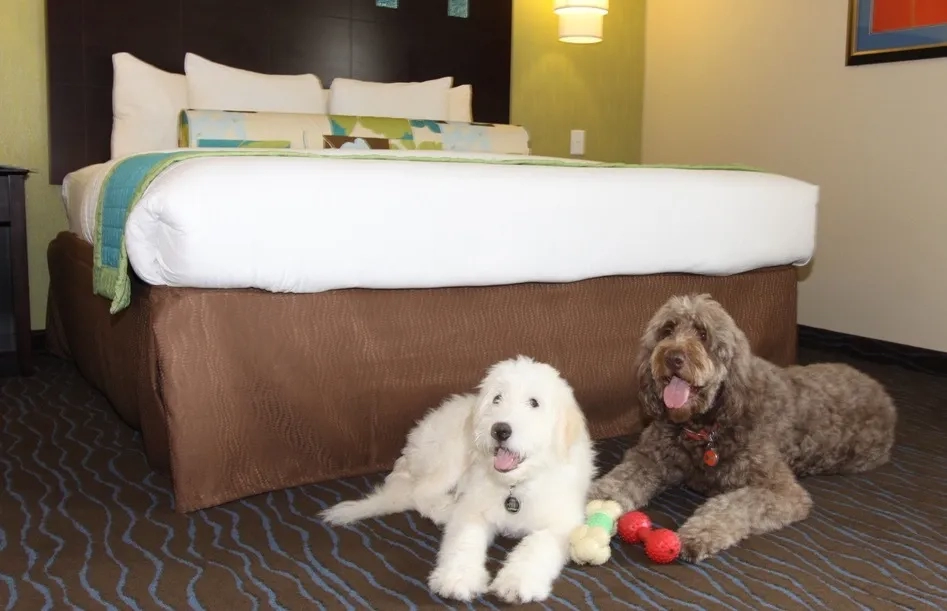 Dogs in a La Quinta Inn room