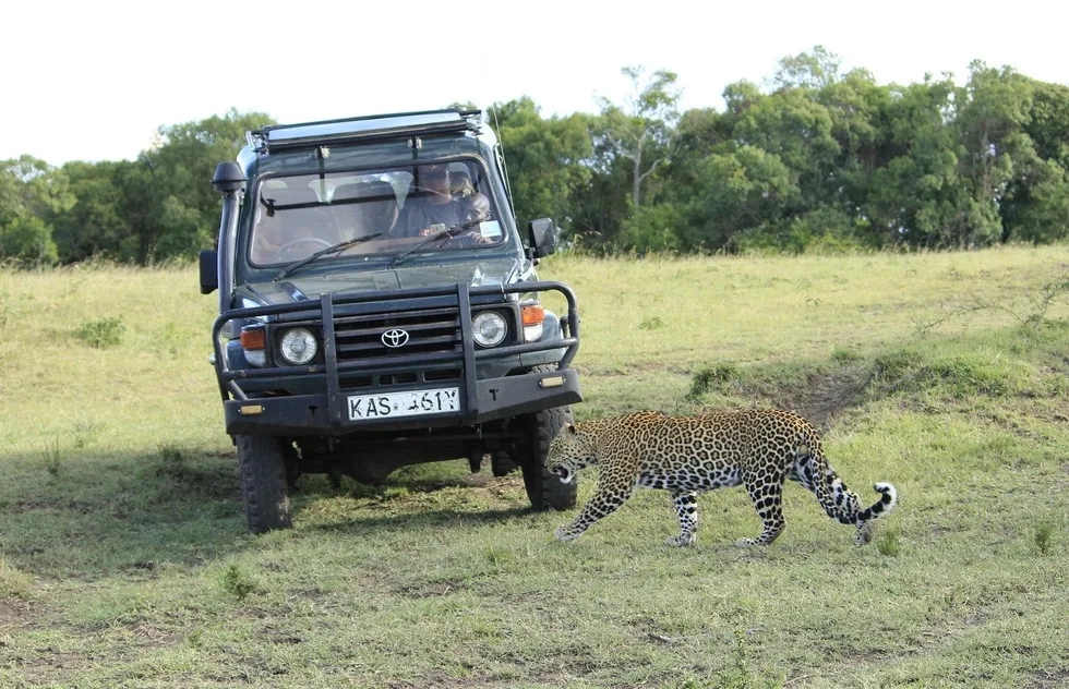 cheetah crossing before safari vehicle, Masai Mara, Kenya