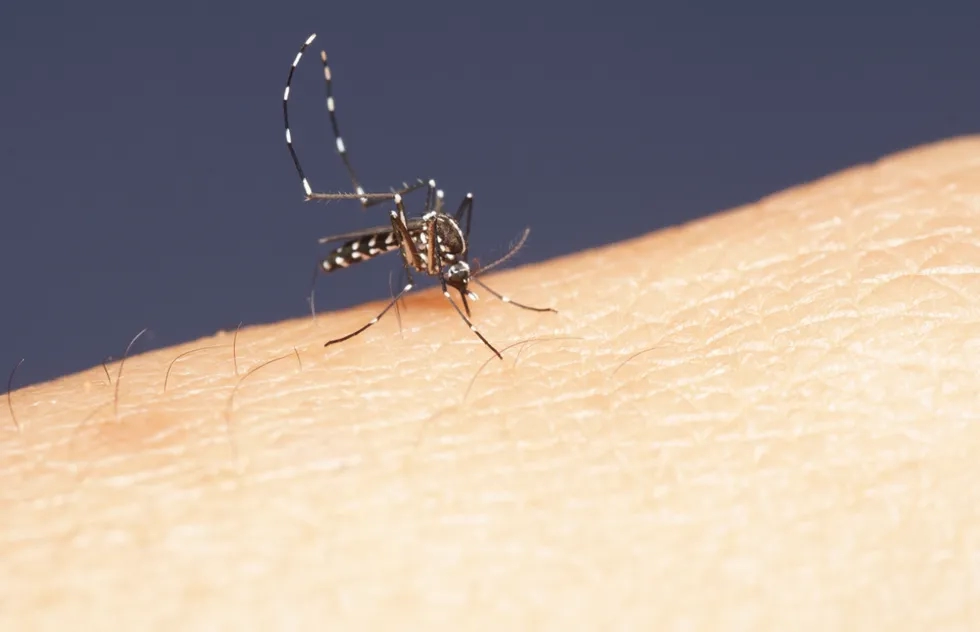 Mosquito biting skin