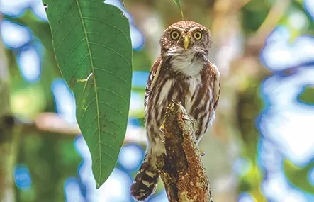 Ornate Hawk Owl, Costa Rica