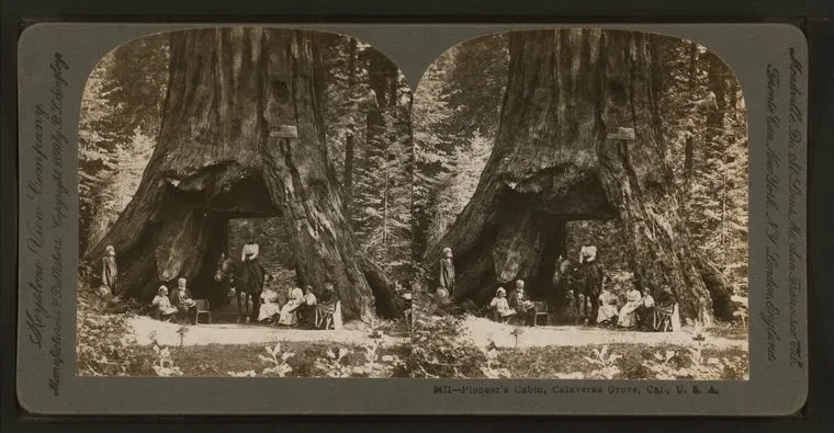 Pioneer Cabin Tree in 1899, steroptical slide