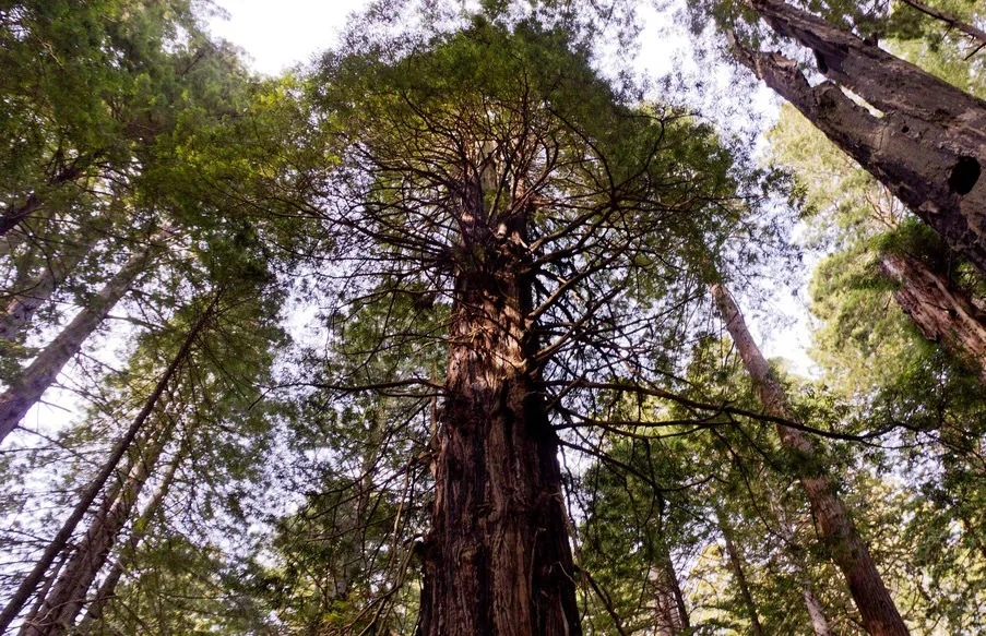 Redwood treetops, looking up, Del Norte County, California