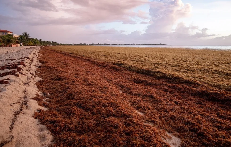 sargassum, seaweed, covering a Belize beach