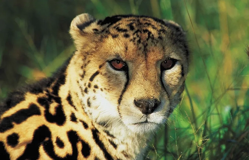 King Cheetah face