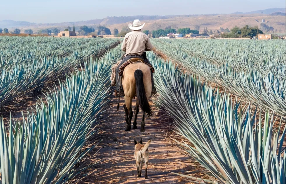 Agave field in Jalisco, Mexico