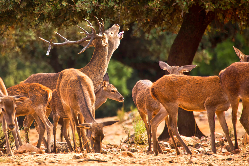 Monfragüe National Park, Extremadura, Spain