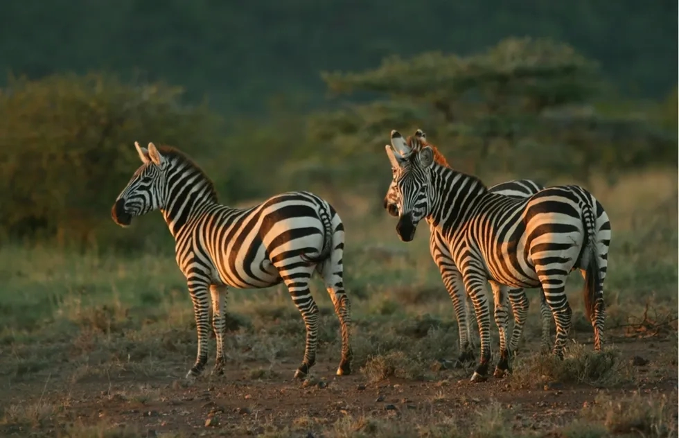 Zebras at the Mpala Research Centre in Kenya