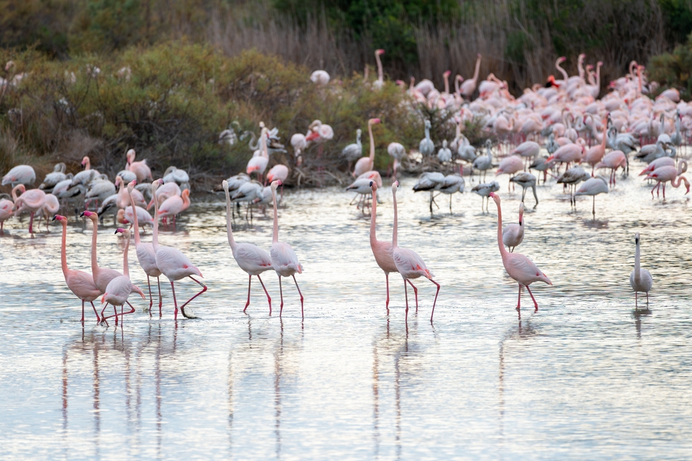 Parque Natural de l'Albufera, Valencia, Spain