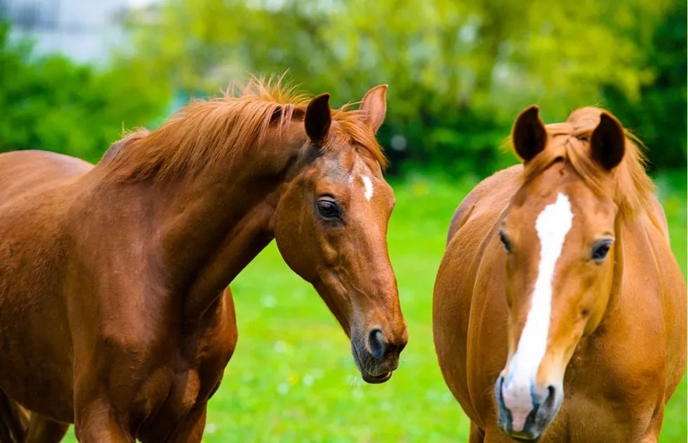 Horses on a farm in Kentucky