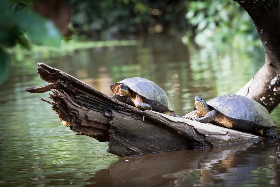Tortuguero National Park, Costa Rica, Caribbean Coast