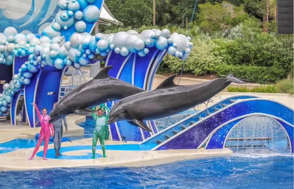 Dolphin show at SeaWorld Orlando