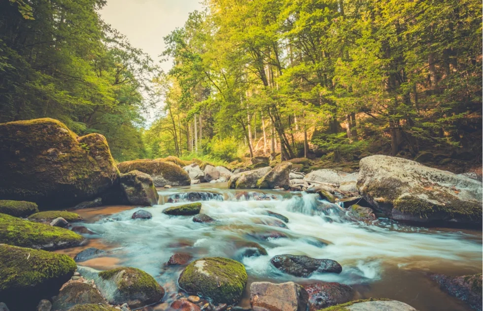 River in forest