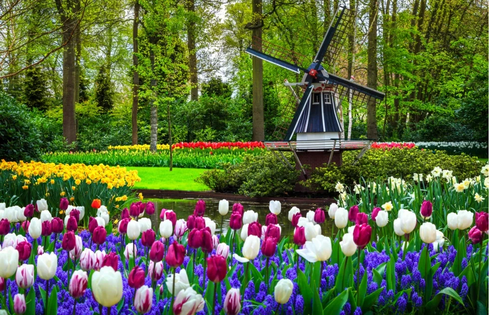 Keukenhof garden in Lisse, Netherlands