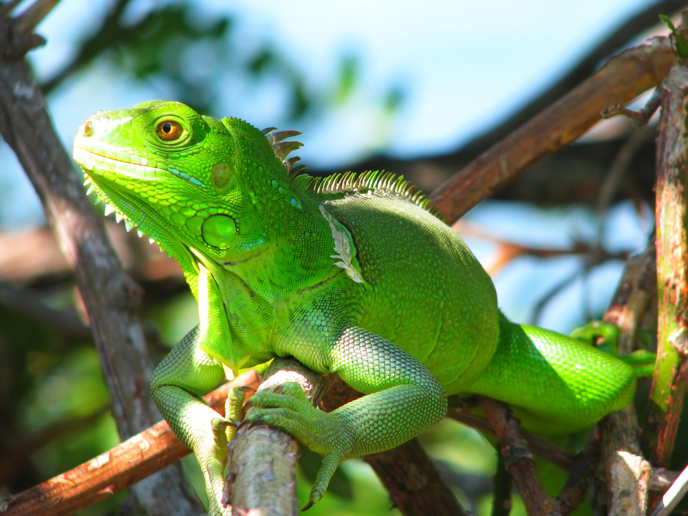Green Lizard, Lower Keys, Florida