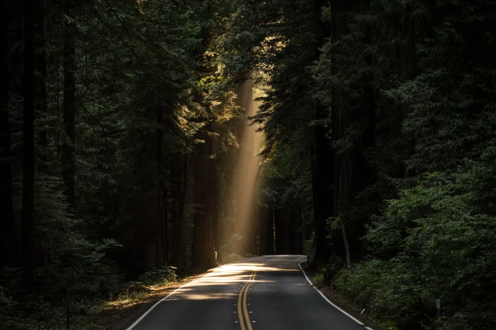 sunbeam through trees upon dark forest road