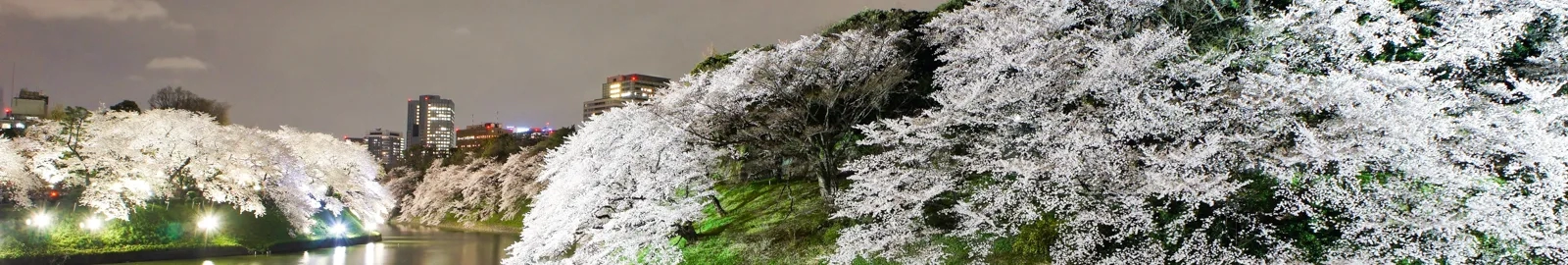 Cherry blossoms in bloom in Tokyo