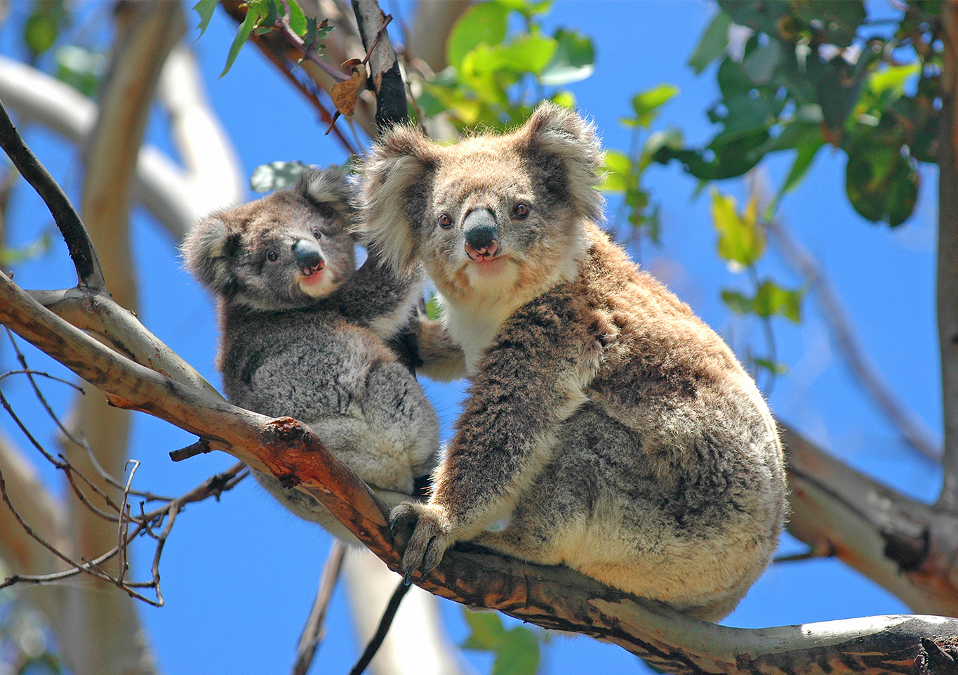 Victoria, Australia, Travel