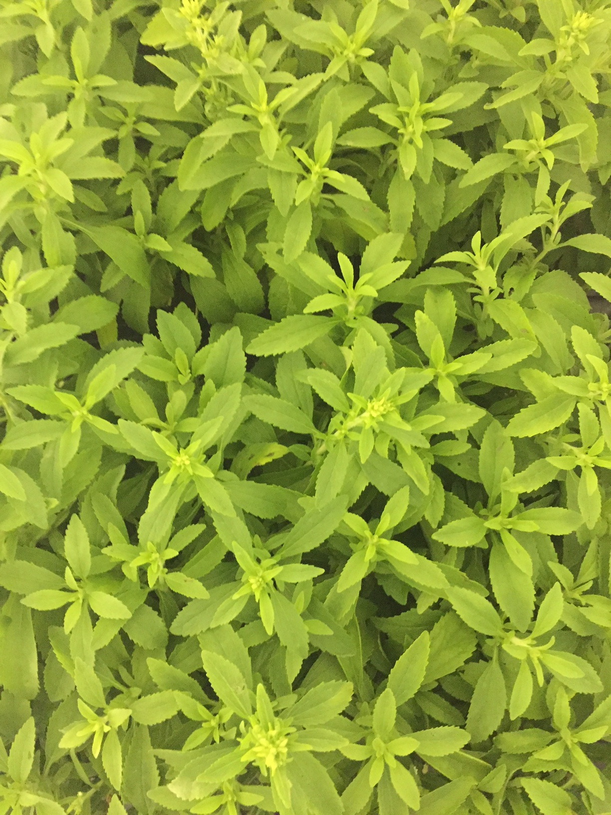 0-Stevia-leaves
