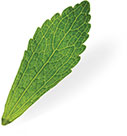 HCP Research Timeline stevia leaf