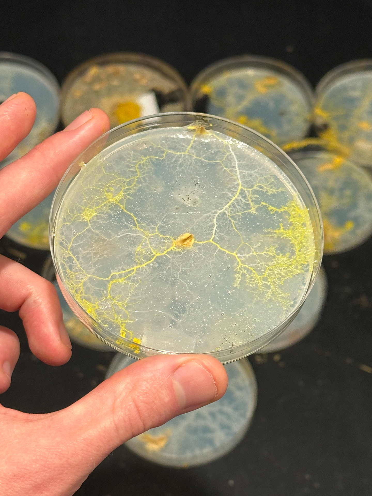 Celebrating The Last of Us Day 2024