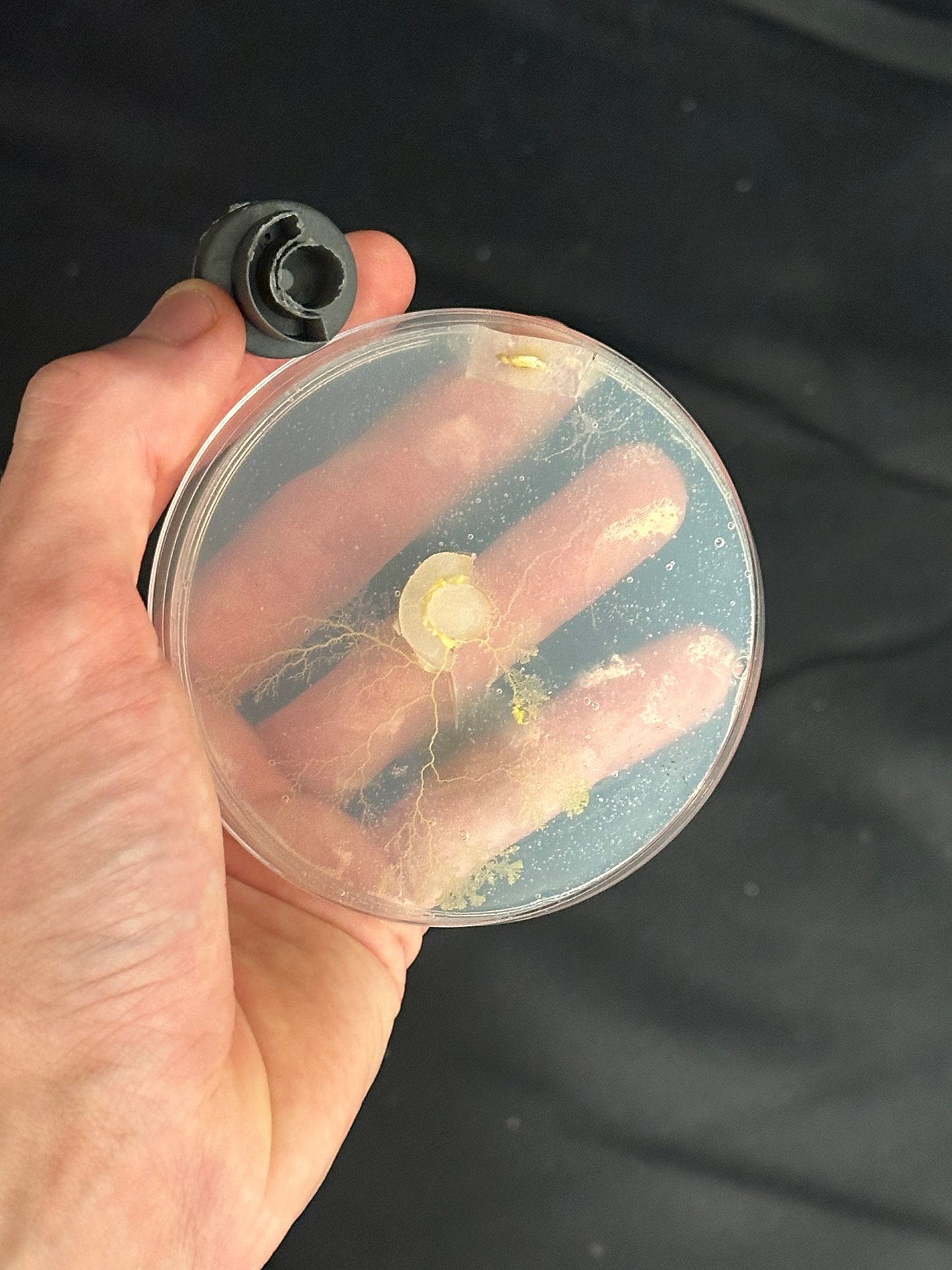 Celebrating The Last of Us Day 2024