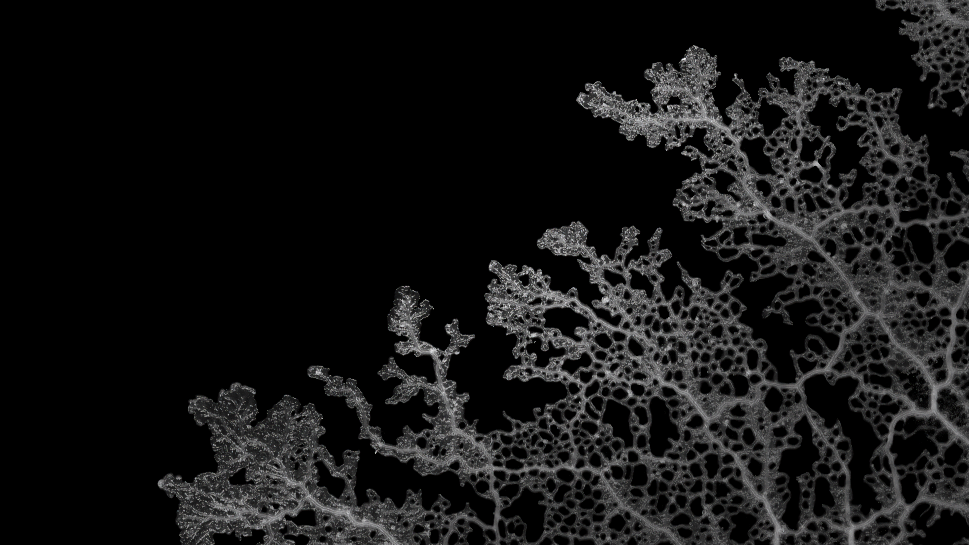 Mold Wallpapers 16x9 002