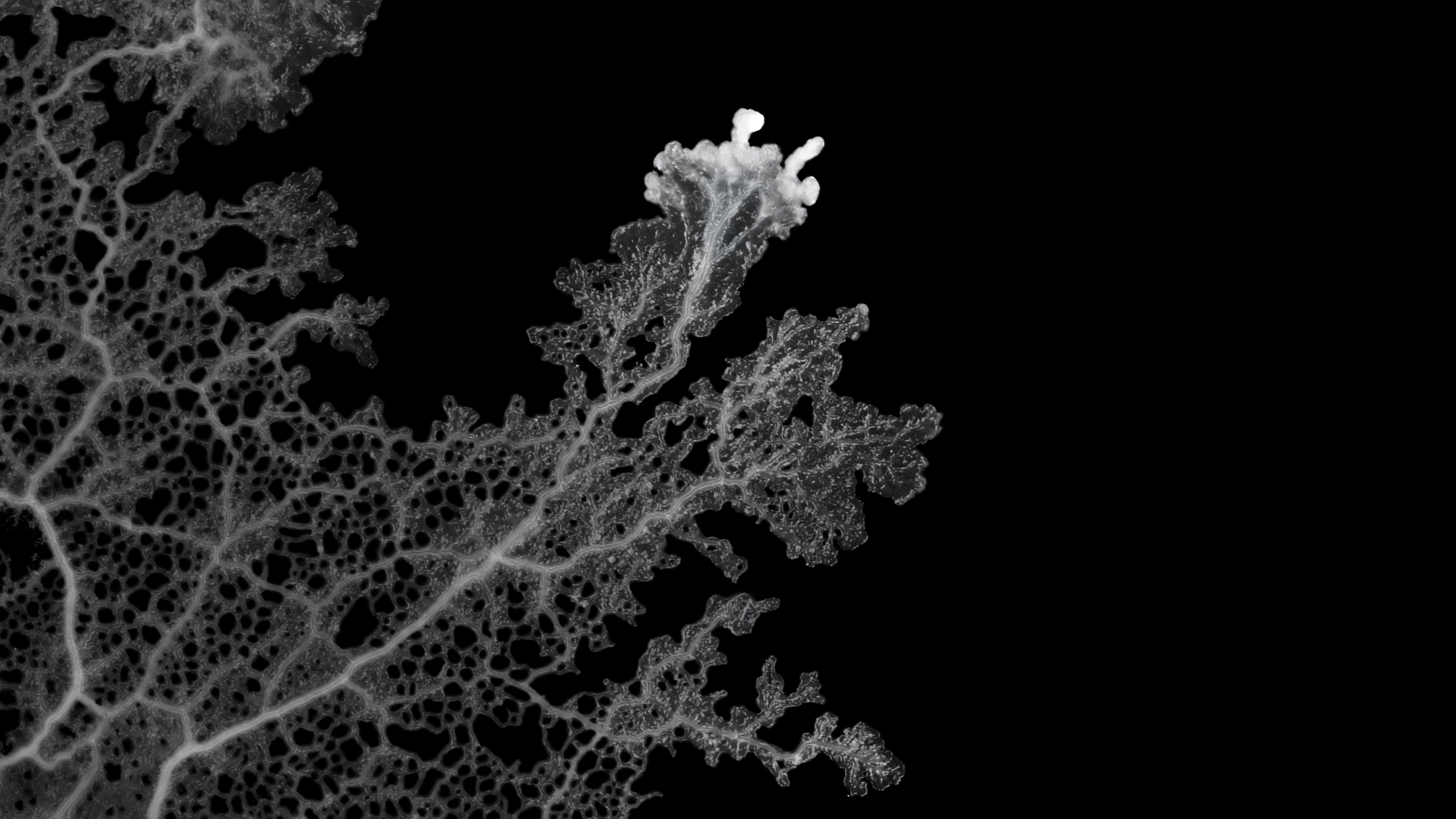 Mold Wallpapers 16x9 003