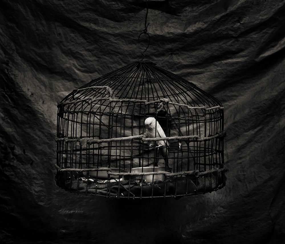 Monochrome image of round birdcage with white bird perched inside, suspended against dark textured background with dramatic lighting.