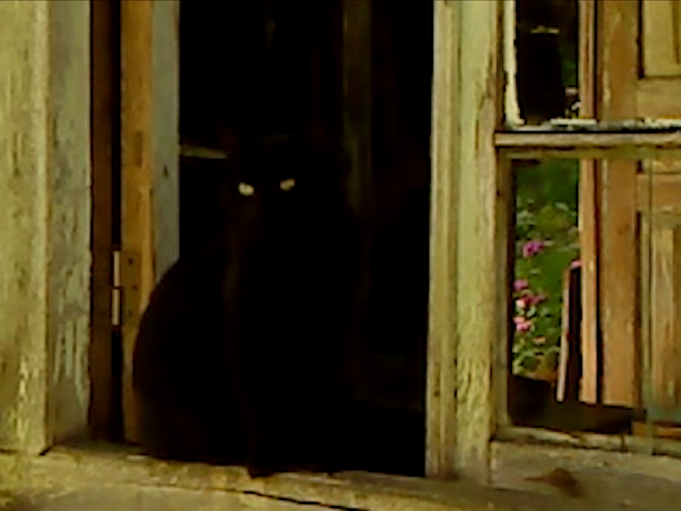 Black cat with bright green eyes sitting in dark wooden doorway, with weathered yellow wood frame and window visible to right.