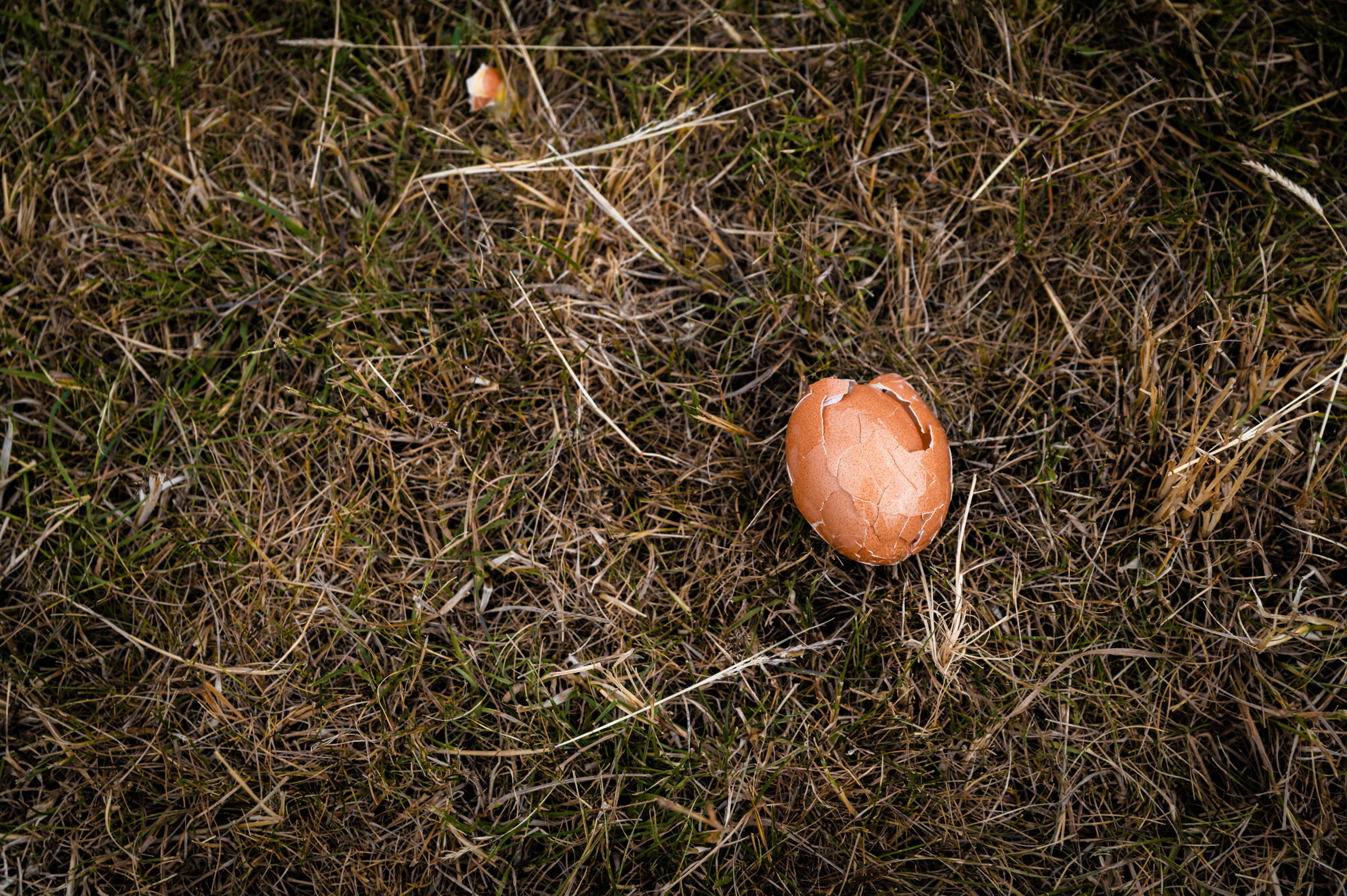 Orange mushroom on ground amongst brown twigs and dark green grass.
